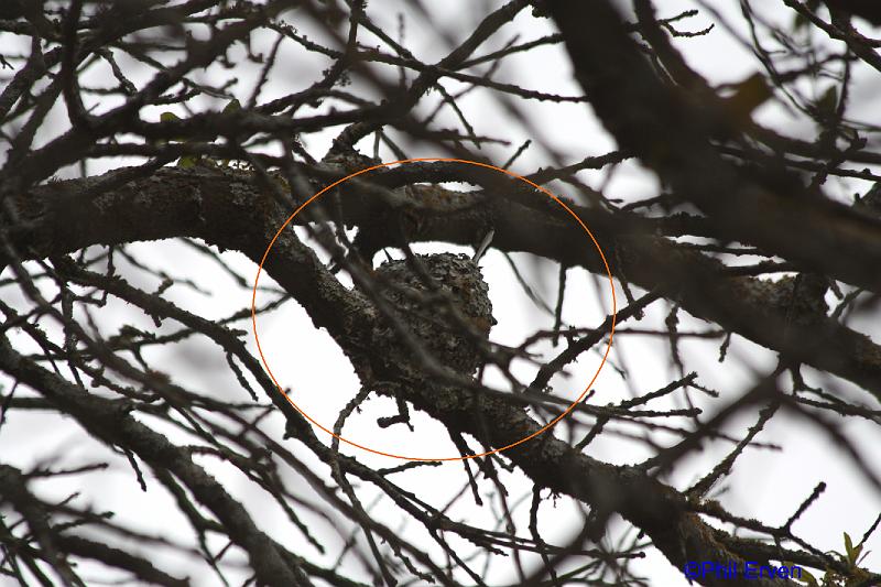Blue-gray Gnatcatcher Nest.JPG